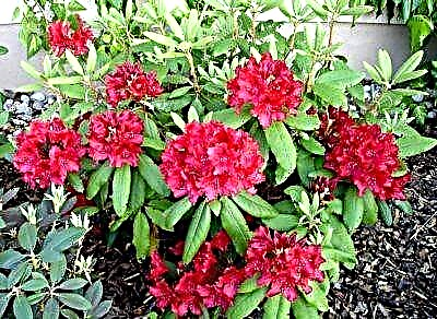 Feature vum Hybrid Rhododendron: Beschreiwung vun Ënnervarianten, Betreiungsregelen a Fotoen vun der Planz
