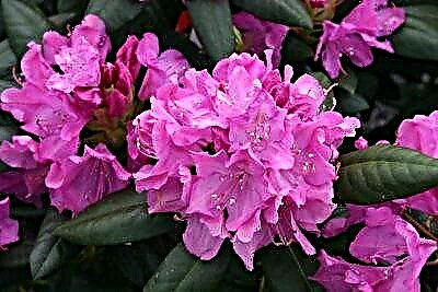 Maelezo ya Rhododendron ya Elegance ya Roseum na sheria za kutunza spishi hii