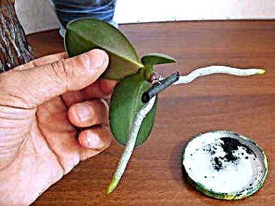 Preporuke kako odvojiti bebu orhideju od majke