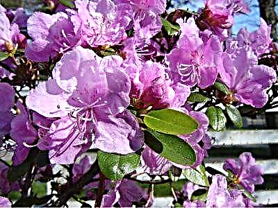 Ledebour rhododendron- ի առանձնահատկությունները և աճեցման խորհուրդներ