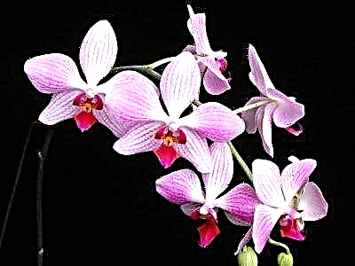 Aliena pulchritudinem ORCHIS Thai - photo, Selectio cura specialis plant