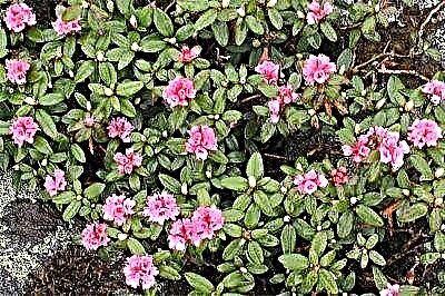 Sagan Daila jew Rhododendron ta 'Adams: storja ta' oriġini, deskrizzjoni, benefiċċji u ritratti tal-pjanta