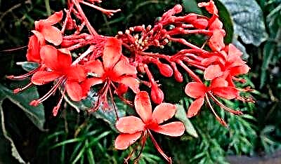 Nevjerovatan cvijet - najljepši clerodendrum. Opis i pravila njege