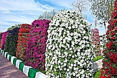 გაანათეთ თქვენი ბაღის ნაკვეთი უპრეტენზიო სილამაზით: ვერტიკალური ყვავილების საწოლები პეტუნიებისთვის