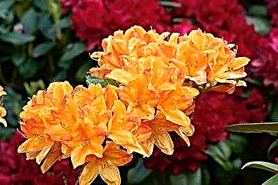 Eng Aart Rhododendron Golden Luuchten. Wéi këmmert hien sech?