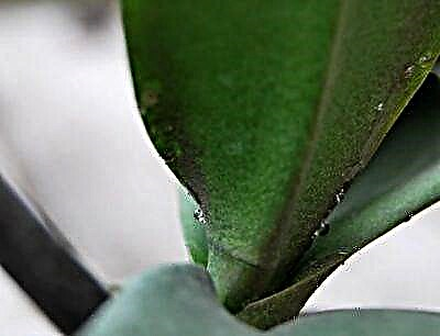Godhong lengket phalaenopsis - diagnosis, instruksi kanggo ngobati penyakit iki