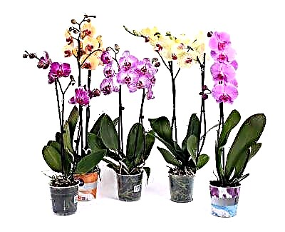 Kilè ak konbyen fwa nan yon ane Orchid phalaenopsis la fleri nan kay la?