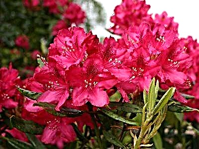 Evergreen Rhododendron Helicki: اطلاعات جالب و مهم در مورد این درختچه