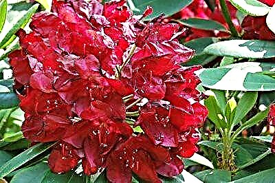 Bright rhododendron Francesca: he whakaahuatanga mo te ahua me nga ture mo te manaaki