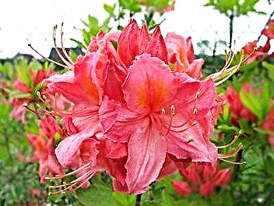 Однесувајте се кон мирисна егзотична билка: Набуко азалеа, тајните на одгледување и грижа за цвет