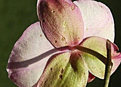 Izincomo zalokho okufanele ukwenze uma kuvela amabala emaqabungeni nasezimbali ze-orchid