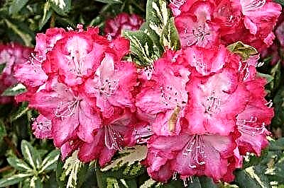 Et proprietatibus nocivis Adams rhododendron utile et alia species huius plantae