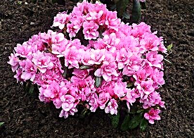 Rama Rhododendron Rosie Ataahua: Nga Korero Korero me nga Mea Nui mo Tenei Tohu Kino