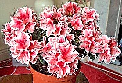 Fitur ngrawat rhododendrons lan panganan ing omah: pupuk kanggo azalea
