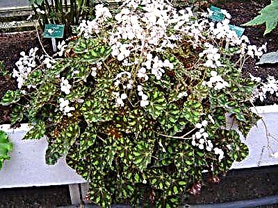 Beskrywing en foto's van tiersbegonia. Plantversorgingsreëls