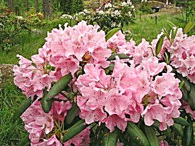 Yini iHelsinki University Rhododendron, indlela yokusabalalisa nokunakekela isitshalo?