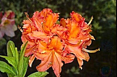 Apa fitur kembang azalea Lampu Mandarin lan perawatan tanduran?