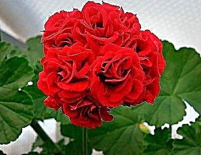 Oorsig van soorte roosknop geranium, foto's, kenmerke van tuisversorging