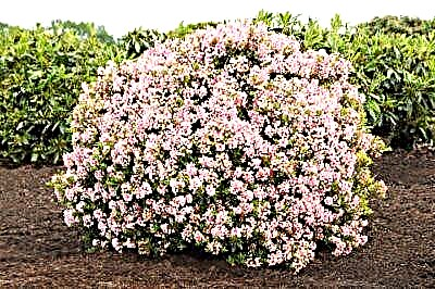 Ki plant Rhododendron bloombux micranthum sa a epi kouman pou pran swen li?