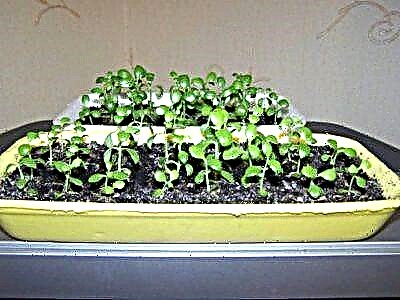 Seminibus crescere Gardenia domi volutpat instructum