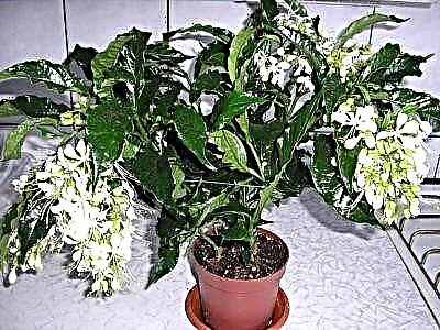 Tropical handsome clerodendrum Prospero: malongosoledwe, chithunzi, mawonekedwe a chisamaliro