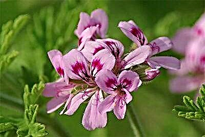 Mabangong geranium: pangangalaga sa bahay at mga larawan ng halaman