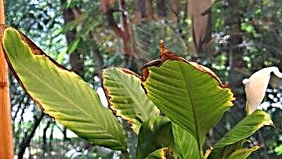 Mga brown spot sa mga dahon sa spathiphyllum: ngano nga nagpakita kini ug kung giunsa pag-ayo ang bulak?