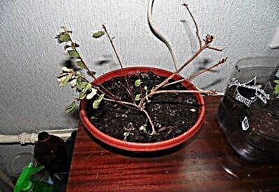 Salvis enim azalea - quid enim non facere quod folia eius, et effuderunt plant solvere problema?
