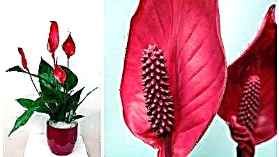 Konke mayelana ne-spathiphyllum ebomvu: ukubukeka, izinhlobo kanye nemiyalo yesinyathelo ngesinyathelo yokunakekelwa kwezitshalo