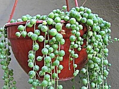 Smaragdne perle ili Rowley's Rustic. Kućna njega, reprodukcija i transplantacija