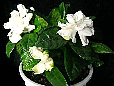 Reproductio variarum vitae formarum gardenia domi