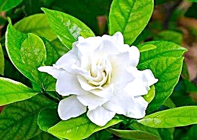 Hvers konar planta er gardenia jasmine? Einkenni þess að vaxa heima