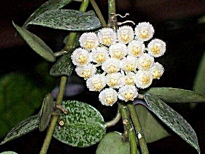 Hoya lacunosa ծաղկի նկարագրություն և լուսանկար, վերարտադրության մեթոդներ և խնամքի առանձնահատկություններ