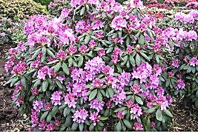 Ki jan yo kouvri Rhododendron a pou sezon fredi a? Kouman fè izolasyon pou yon plant ak pwòp men ou?
