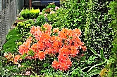 Rhododendrons Evergreen: wêne, danasîn, çandinî û lênihêrîna cûrbecûr azaleasên li dijî sermayê