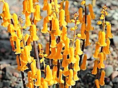Опис и фотографии на сорти Лашеналија, како и комплексноста на грижата за каприциозно растение