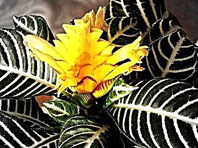Plant Aphelandra oblongum Description cura morborum viridique reproduction
