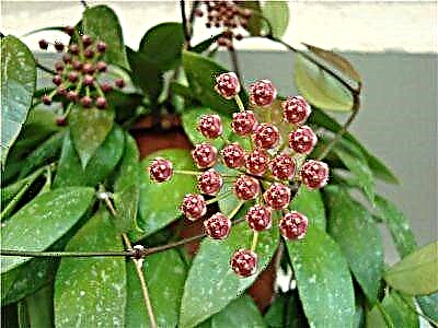 Hoya gracilis ທີ່ ໜ້າ ຕື່ນຕາຕື່ນໃຈ: ວິທີການປູກ, ດູແລແລະຮູບດອກໄມ້