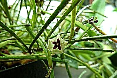 Hoya Retuza insolitus, a growing praecepta et photos of rara plant