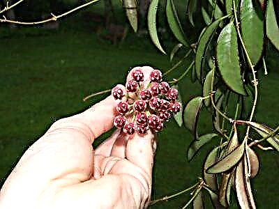 Hoya mahnitëse Vayety - cila është kjo bimë dhe si duket në foto?