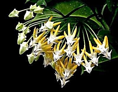 Hoya multiflora deb nomlangan o'simlikning tavsifi va fotosurati. Uyda gullarni parvarish qilish