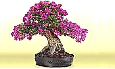 Kepiye carane nggawe azalea bonsai nganggo tangan sampeyan dhewe? Akeh lan ngrawat wit miniatur