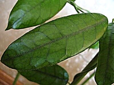 Populyar ev liana hoya macrophylla növləri: necə böyümək və necə qulluq etmək lazımdır?