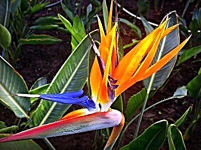 „Рајска птица“ - стрелиција: карактеристики на домашна нега, фотографија на цвет