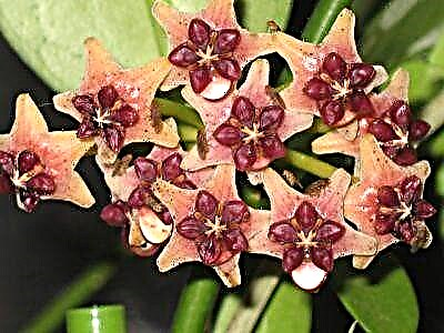 Hoya photo et description de exoticis pulchritudinem VESTIBULUM