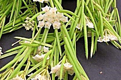 Карактеристики на одгледување и грижа за неверојатен цвет - хоја Линеарис