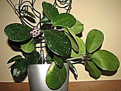 Tips praktis kanggo tuwuh lan ngrawat kaendahan tropis Hoya Obovata