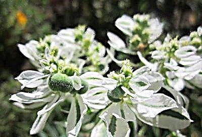 Die sagtheid van wit bloeiwyses - euphorbia Bergsneeu: groei van sade en steggies, plantversorging