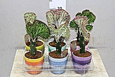 Цвет Euphorbia Cristata - фотографии од домашна нега и растенија