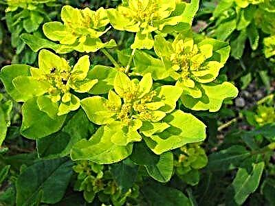 Yon plant etonan - eforhorbia multiflorous: karakteristik li yo ak foto